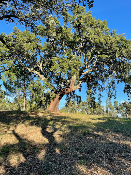 Unterstütze Kukus Garden