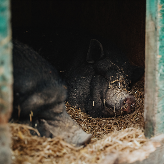 Unsere Hängebauchschweine